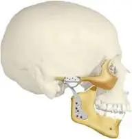جراحة المفصل الصدغي الفكي: متى تكون الحل النهائي؟ الأنواع، النتائج، مدة التعافي وتجارب حقيقية جراحة المفصل الصدغي الفكي